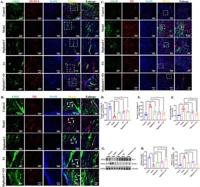 Enhanced lipid metabolism reprogramming in CHF rats through IL-6-mediated cardiac glial cell modulation by digilanid C and electroacupuncture stimulation combination